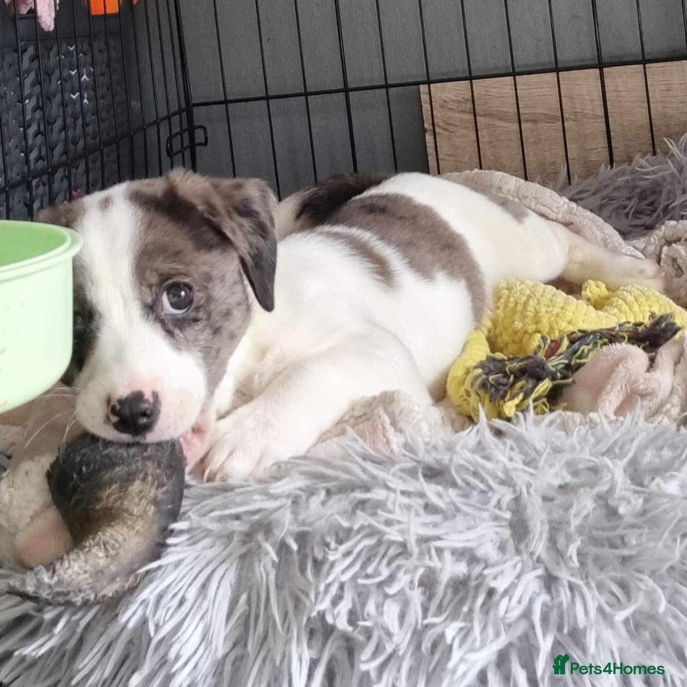 Mixed Breed dogs Ready to leave! Jack Russell X Shih Tzu Puppies - Advert 15