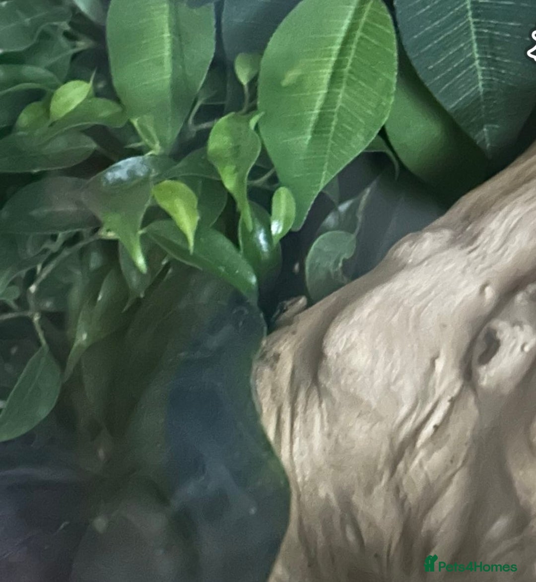 Gecko reptiles for sale: Mourning gecko pair.  - Image 3