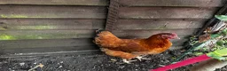 Chickens poultry for sale: 4 Hens for £70 in Manchester - Advert 9
