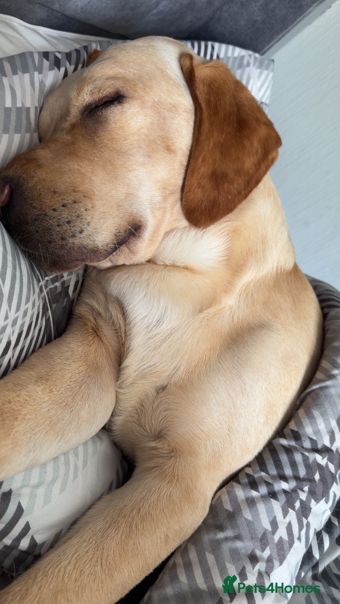 Labrador Retriever dogs for stud: 2 handsome  kc registered brothers for stud - Advert 9