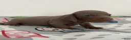 Miniature Dachshund dogs for sale: Dachshunds For Rehoming - Advert 8
