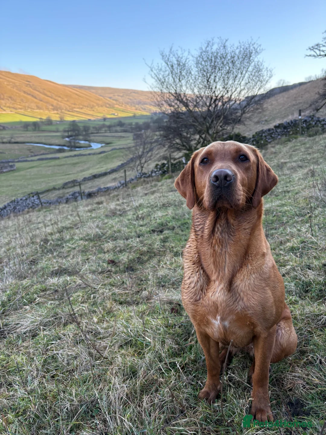 Labrador Retriever dogs for sale: Stunning Fox Red Working Labrador Retriever  in Bolton - Advert 1