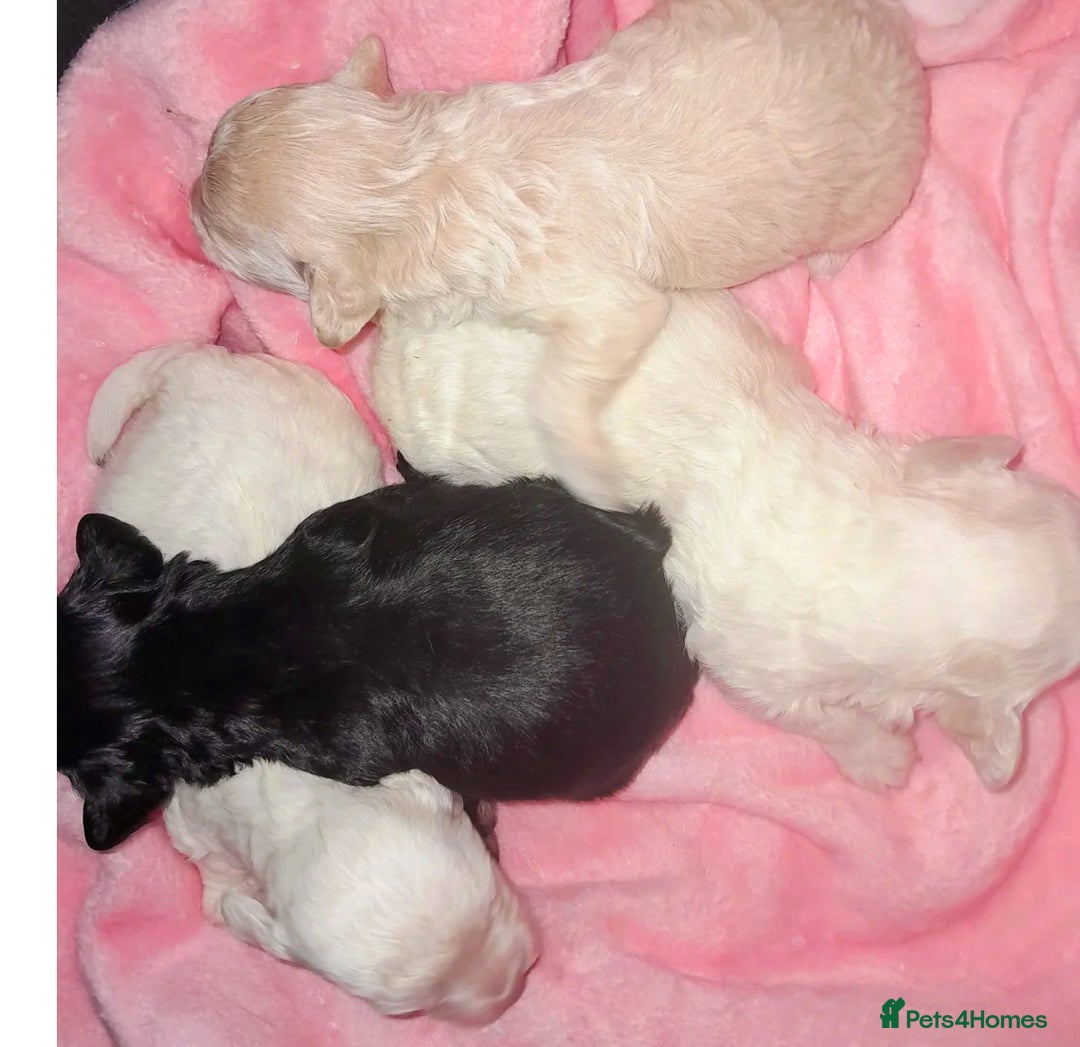 Maltipoo dogs for sale: HEALTH TESTED QUALITY F1 TOY MALTIPOO PUPPIES🩷  - Image 13