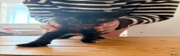 Mixed Breed cats for sale: 5 Moggy Kittens  - Advert 7