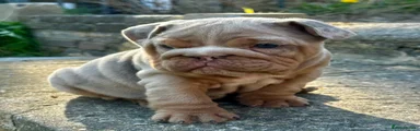 (REHOMED) English Bulldog Puppy 2