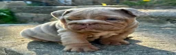 English Bulldog dogs for sale: 1 LEFT VACCINATED + READY TO LEAVE BRITISH BULLDOG - Advert 19