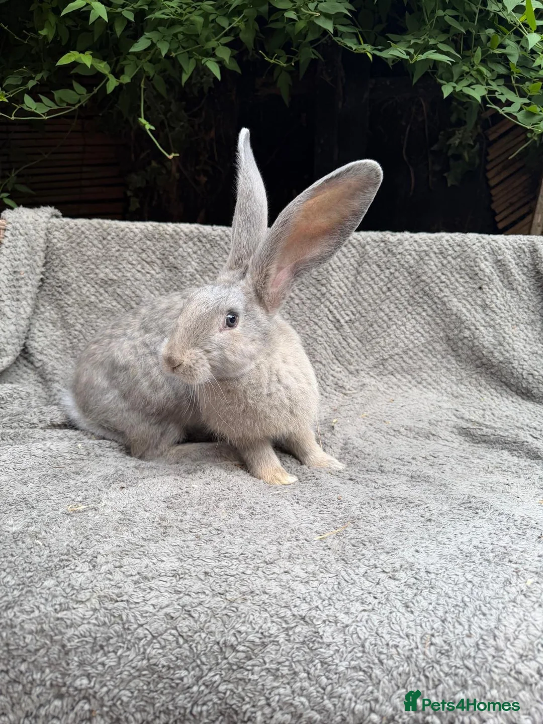 Continental Giant rabbits for sale: Continental Giant Baby Rabbit in Dereham - Advert 2