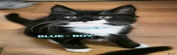 Mixed Breed cats for sale: Kittens Ready Now!! - Advert 5