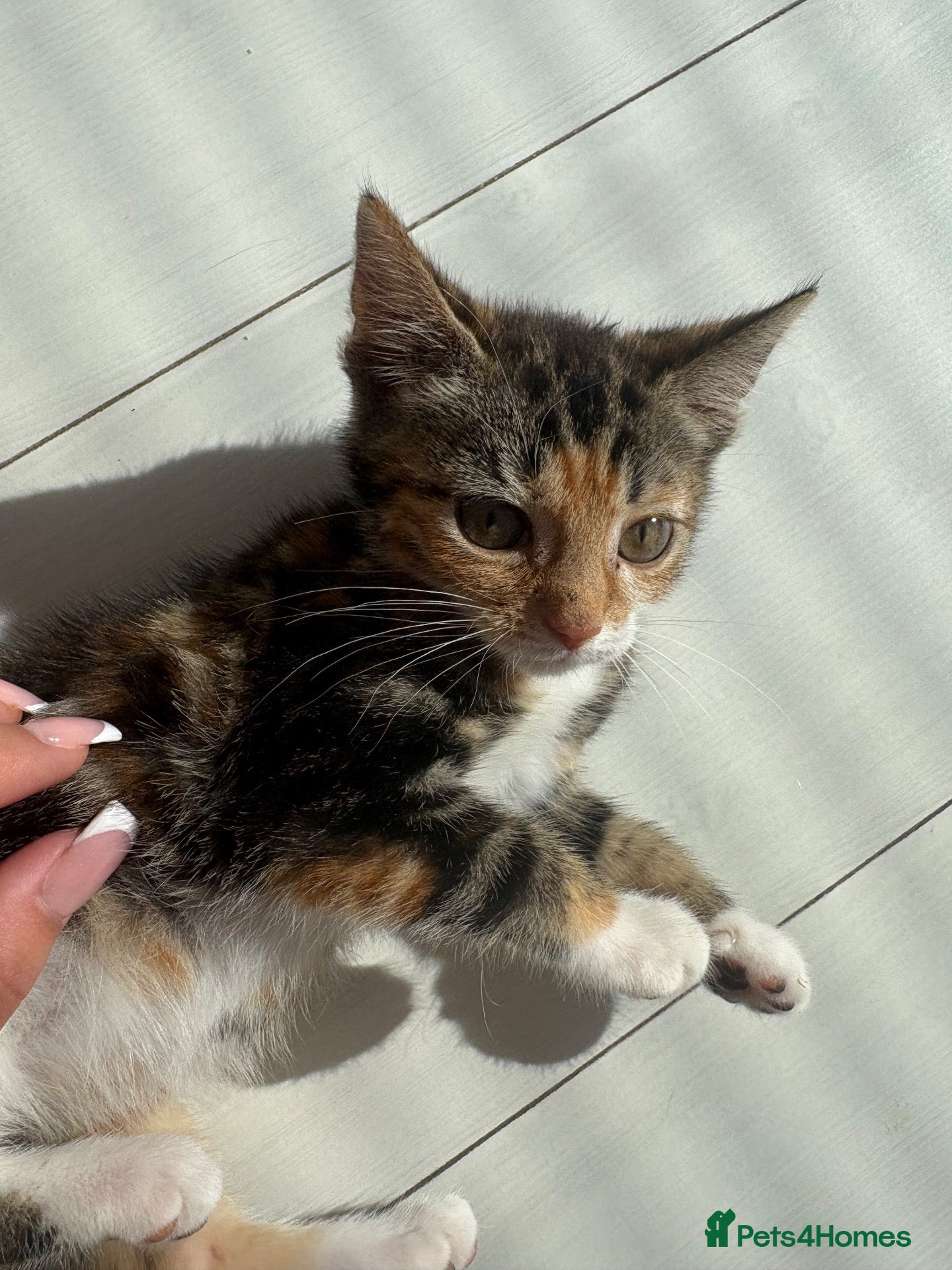 Mixed Breed cats female kitten - Advert 1