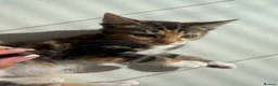 Mixed Breed cats for sale: female kitten - Advert 1