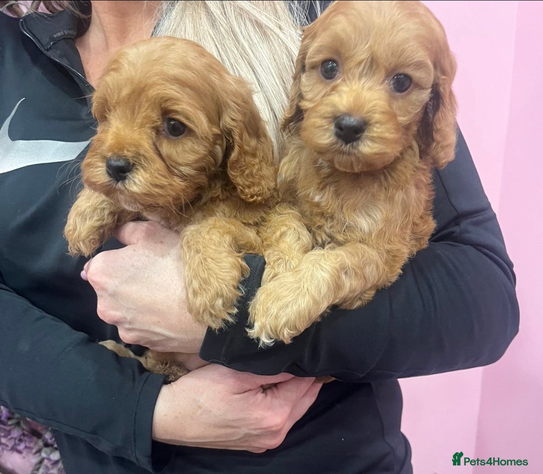 Cavapoo dogs for sale: Cavapoos f1 boys and girls  - Advert 15