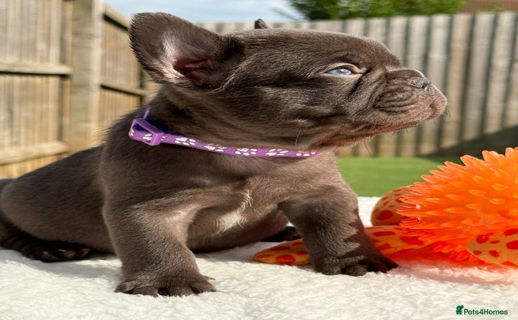French Bulldog dogs - Advert 2