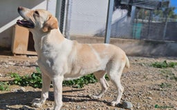 Labrador Retriever dogs for adoption: STORM !  - Image 22