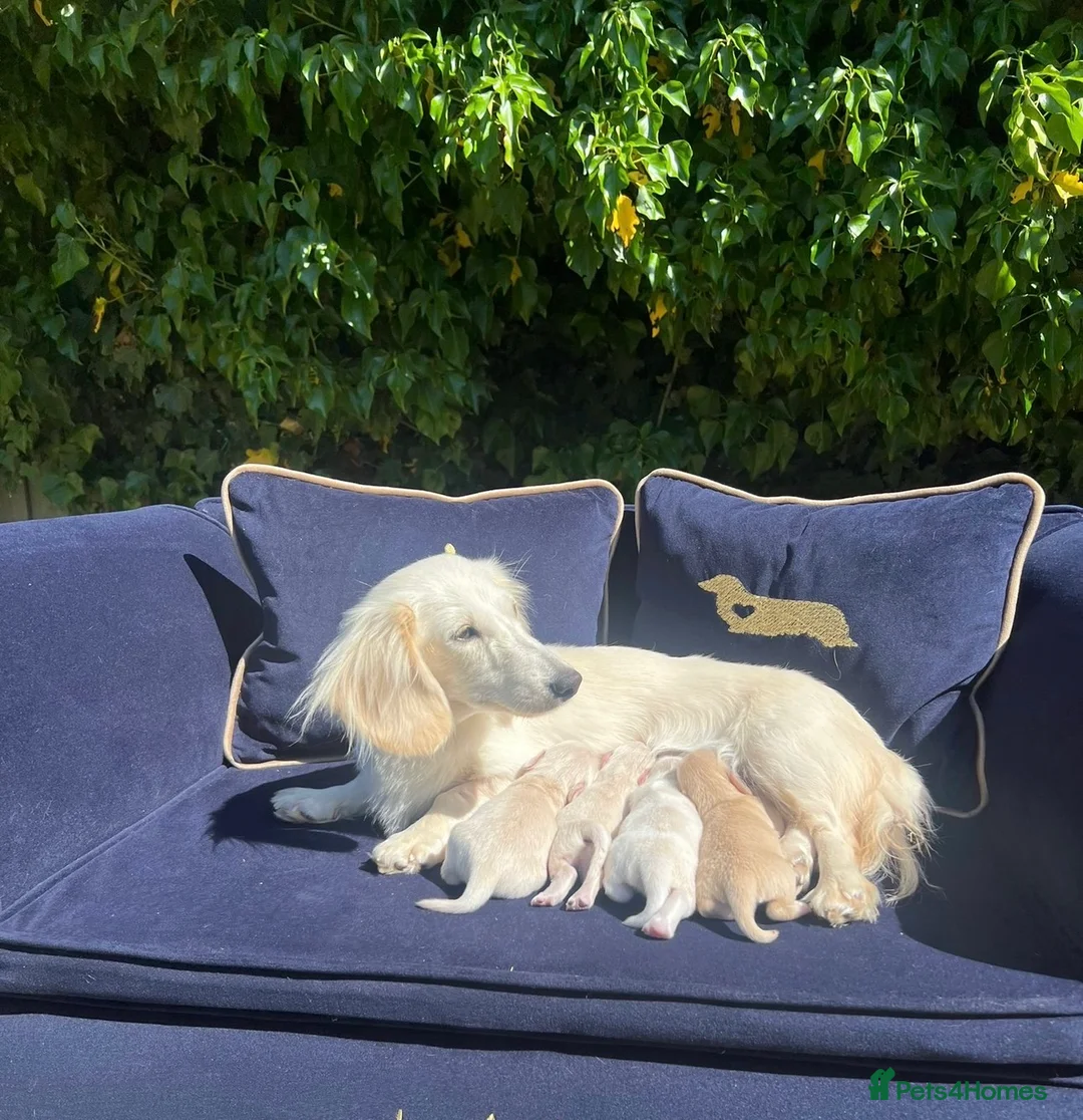 Miniature Dachshund dogs for sale: KC Registered Longhair Cream Miniature Dachshund  - Advert 3