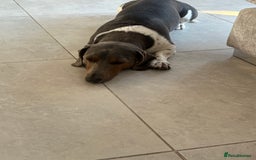 Dachshund dogs for stud: Standard size dachshund  in New Romney - Image 6