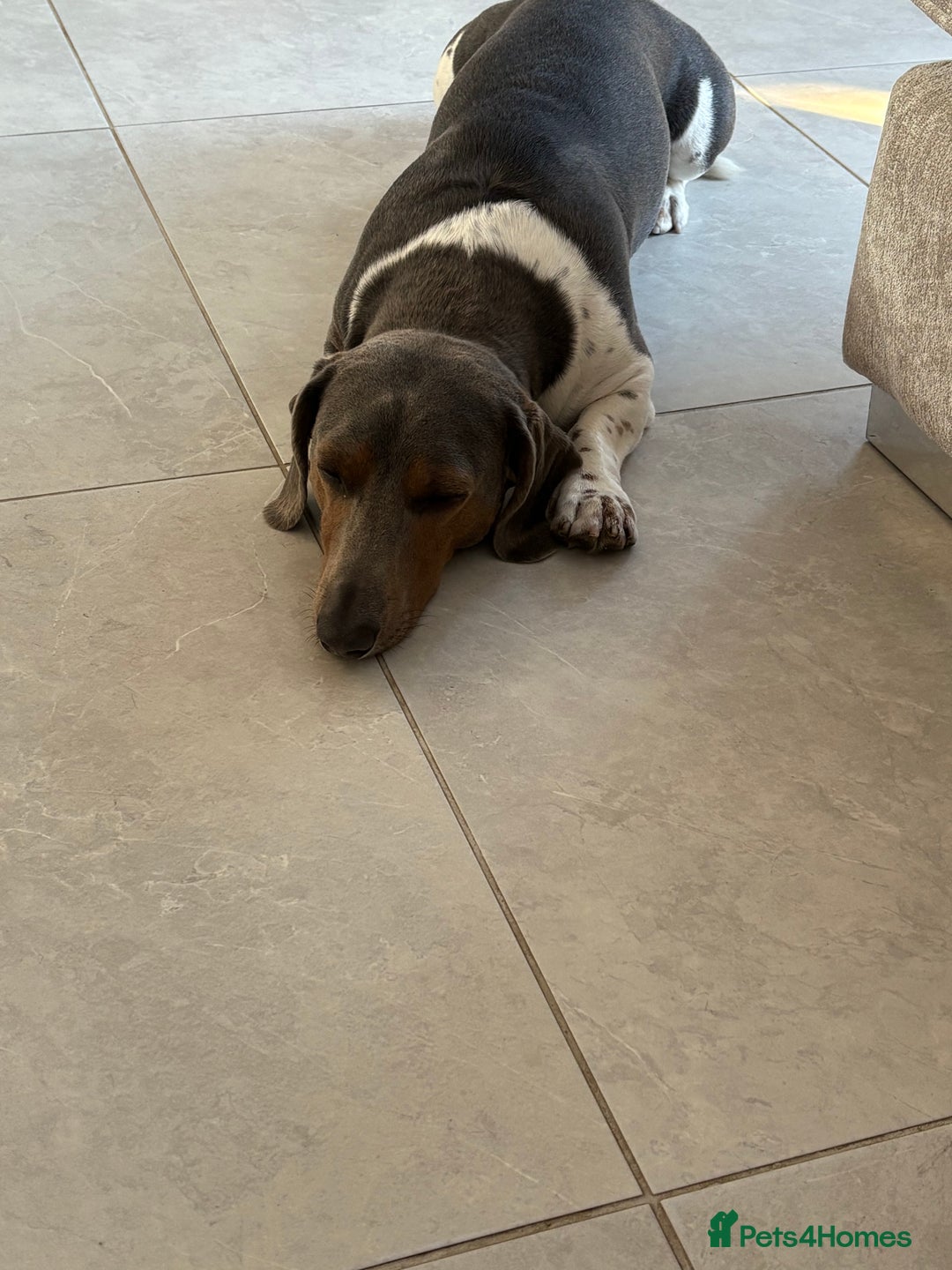 Dachshund dogs for stud: Standard size dachshund  in New Romney - Image 6
