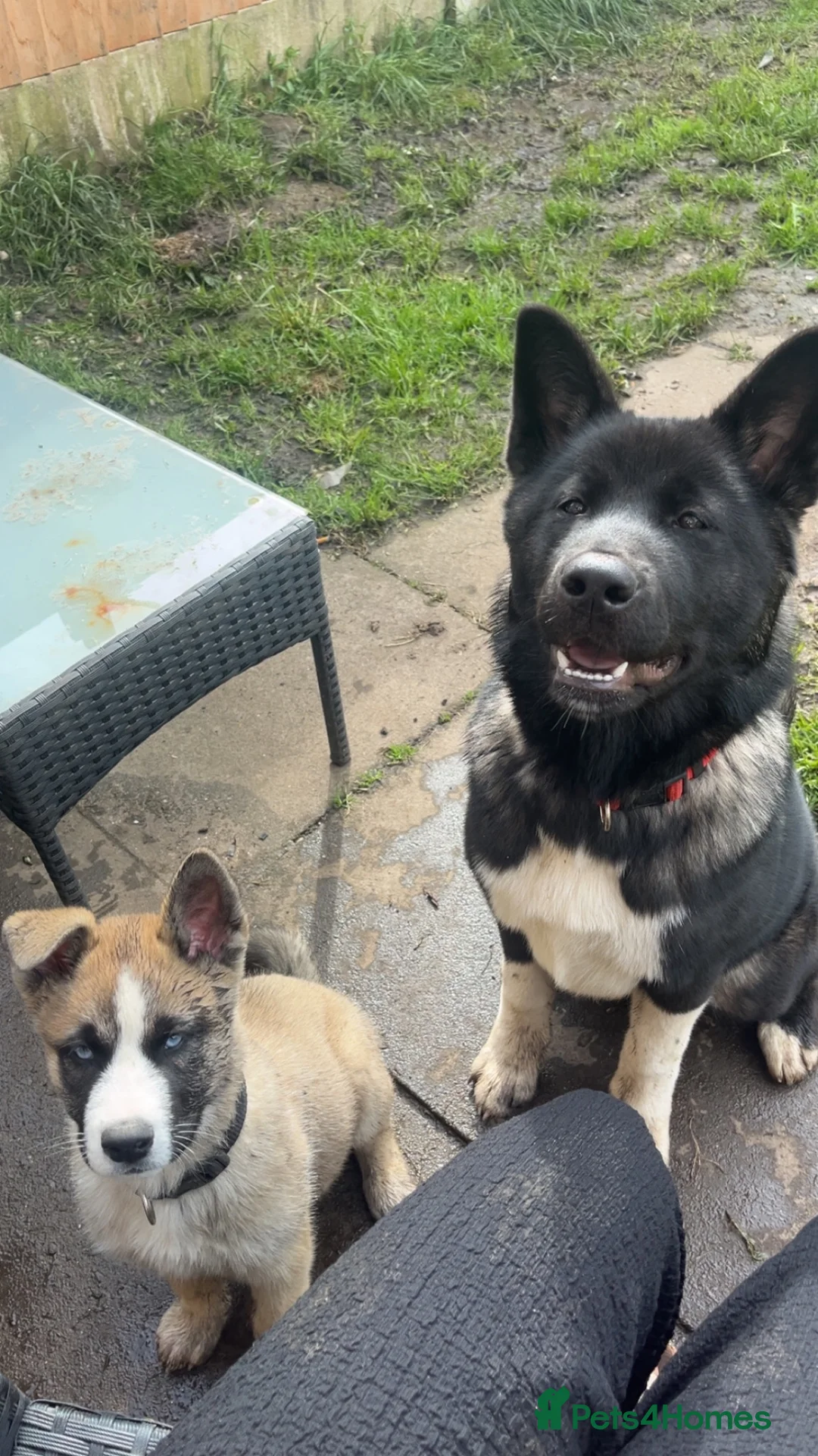 Akita dogs for sale: American Akita girl - Advert 2