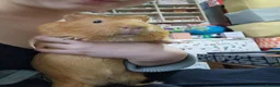 Guinea Pig rodents for sale: Orange guinea pig in London - Advert 2