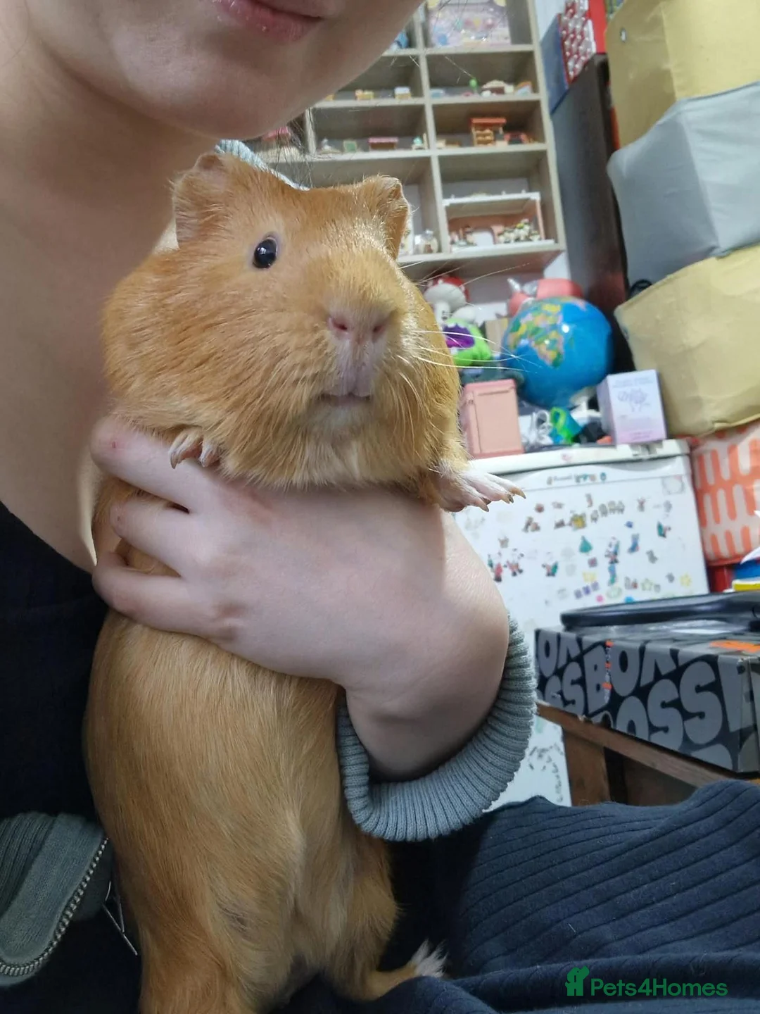 Guinea Pig rodents for sale: Orange guinea pig in London - Advert 2