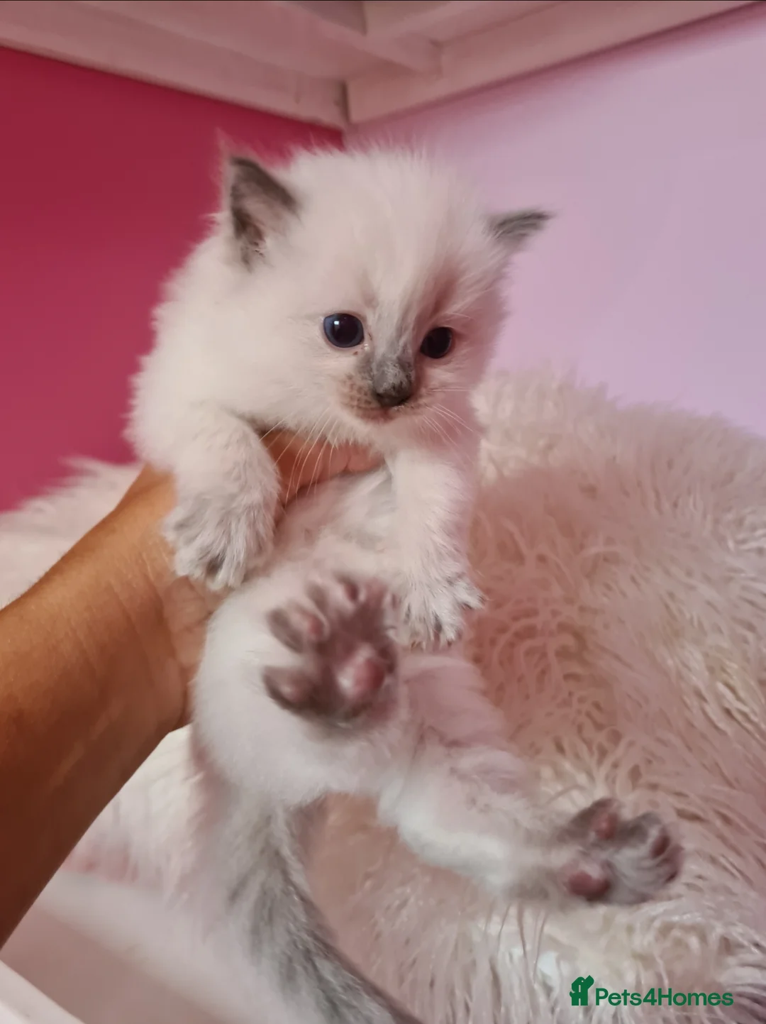 Ragdoll cats for stud: LARGE PROVEN STUD (blue point) RAGDOLL in Brighouse - Advert 6