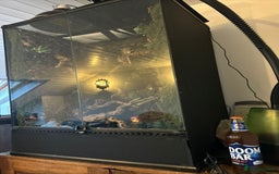 Lizard reptiles for sale: Reptile bioactive enclosure only enclosure  - Image 3