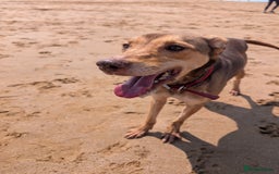 Mixed Breed dogs for sale: Lovely dog needing home  - Image 2