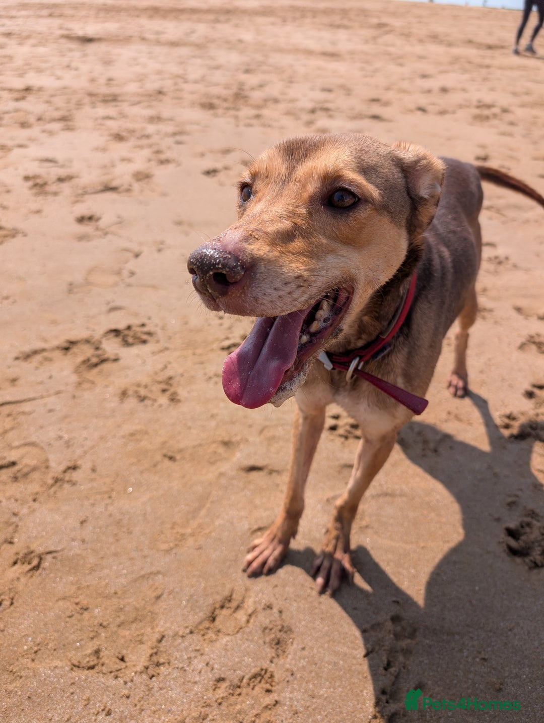 Mixed Breed dogs for sale: Lovely dog needing home  - Image 2