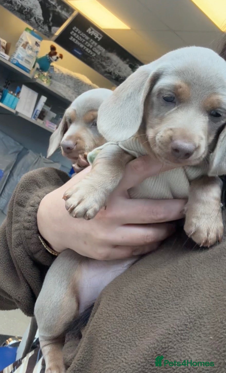 Dachshund dogs for sale: Kc registered minature lilac dachshund - Advert 12