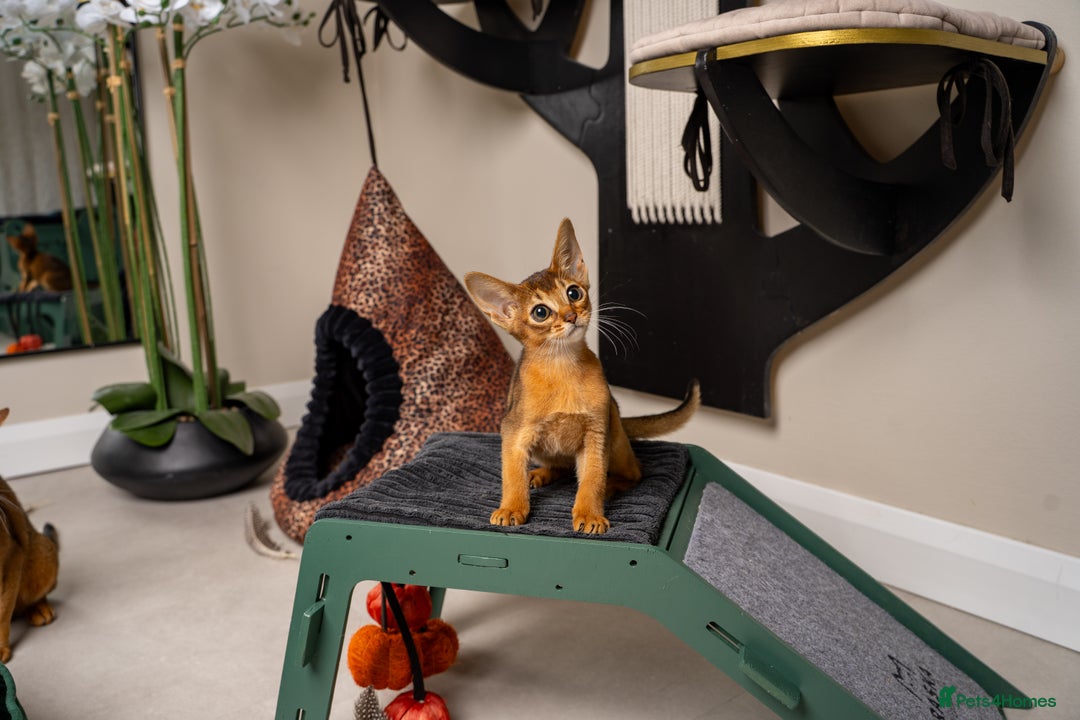 Abyssinian cats for sale: Premium Abyssinian kittens-TICA- Champion Pedigree - Image 36
