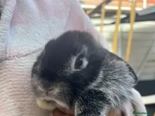 Mini Lion Lop rabbits Mini lion lop bunnies - Advert 6