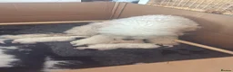 Poodle dogs for sale: Our beautiful girl Lilly has had 3 parti puppies  - Advert 2
