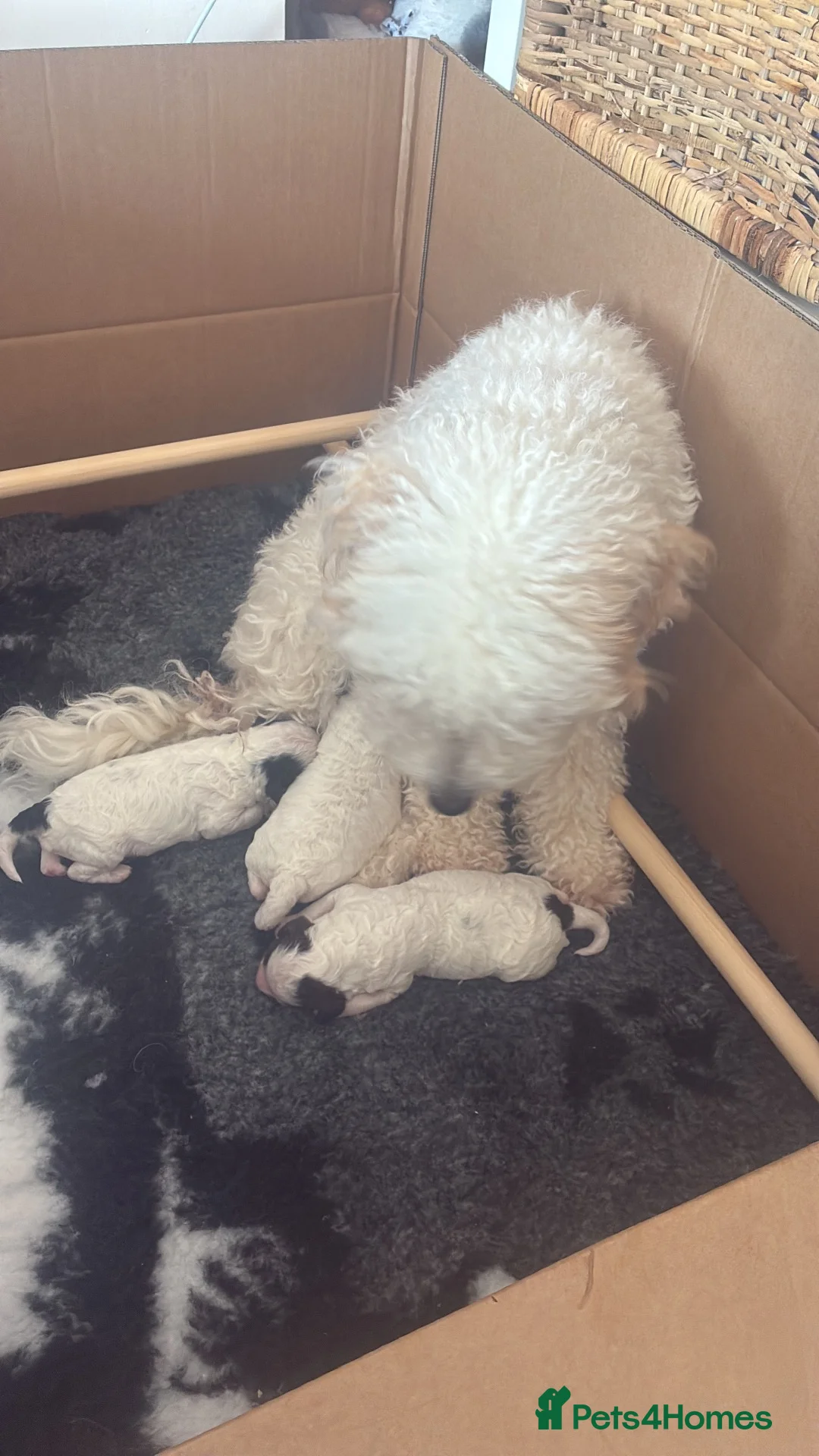 Poodle dogs for sale: Our beautiful girl Lilly has had 3 parti puppies  - Advert 2