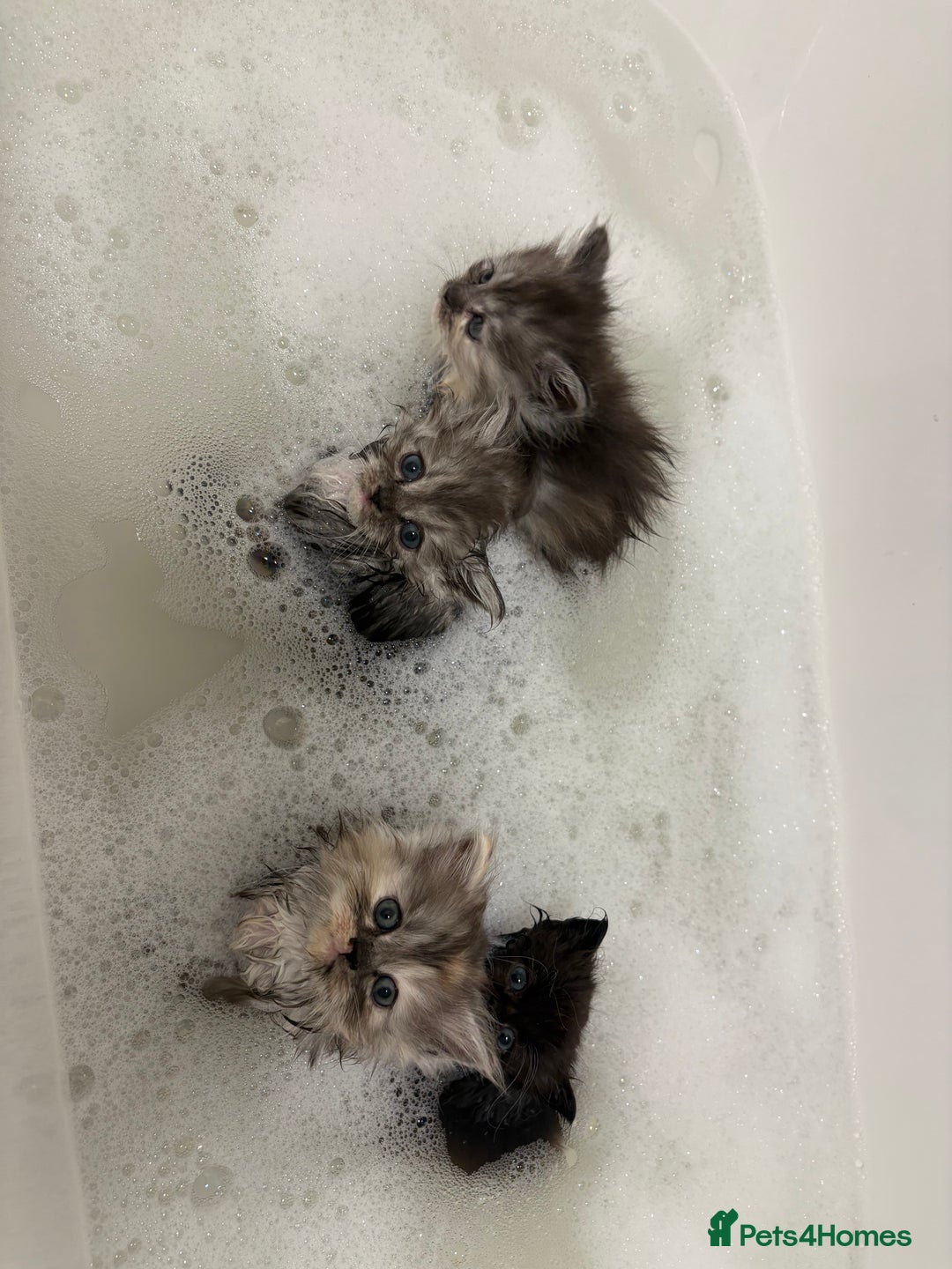 Munchkin cats for sale: Munchkin kittens  - Advert 11