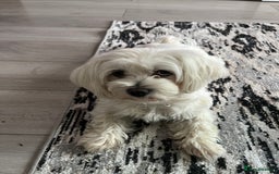 Maltese dogs for sale: Beautiful Maltese puppies  - Image 14
