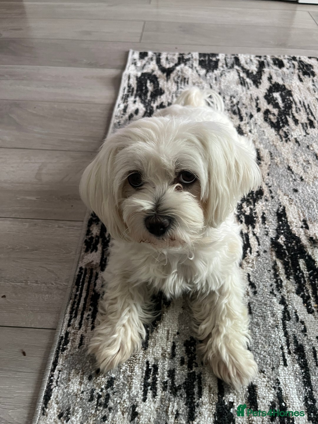Maltese dogs for sale: Beautiful Maltese puppies  - Image 14
