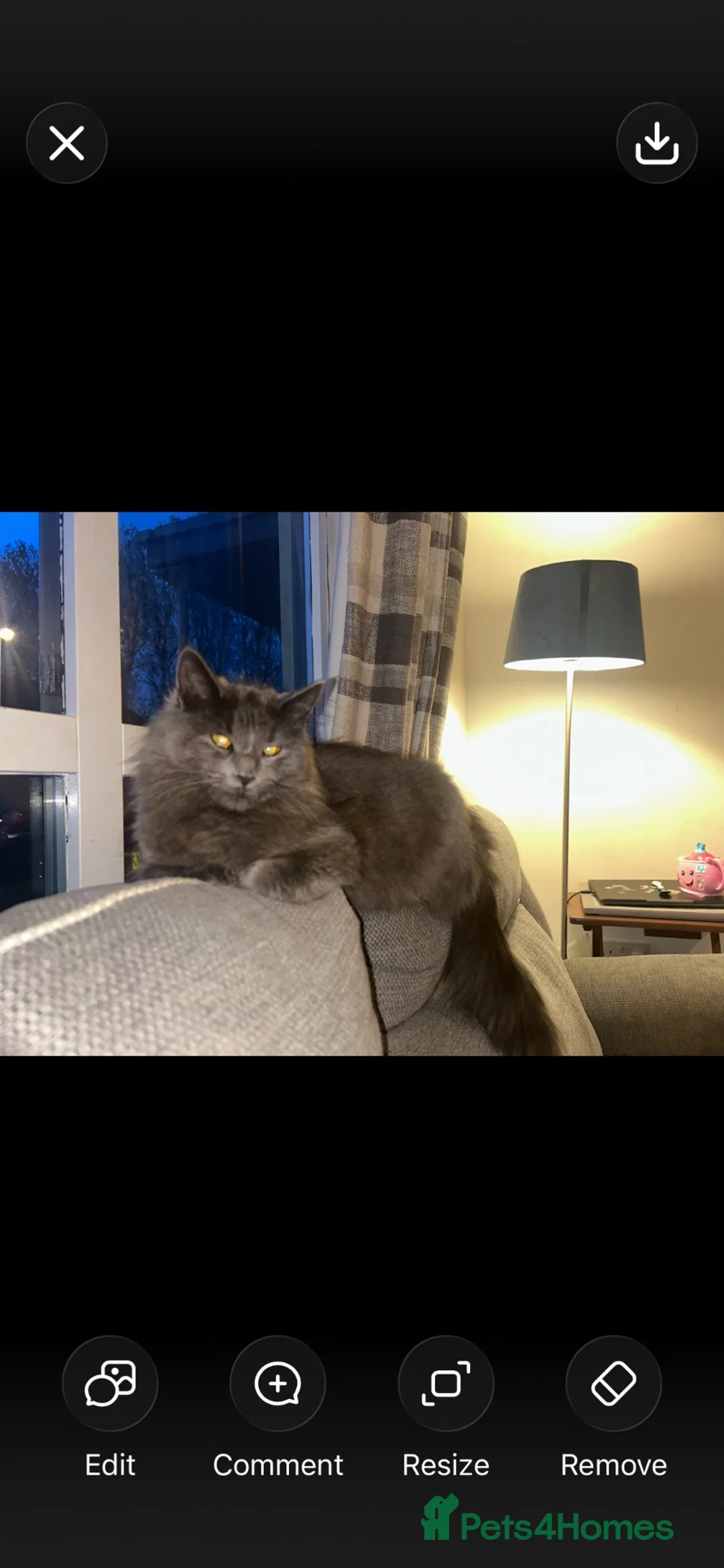 Maine Coon cats for sale: Maine coon mix kittens in Southport - Advert 11