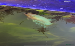 Bettas fish for sale: 2 tanks + fish - Image 7