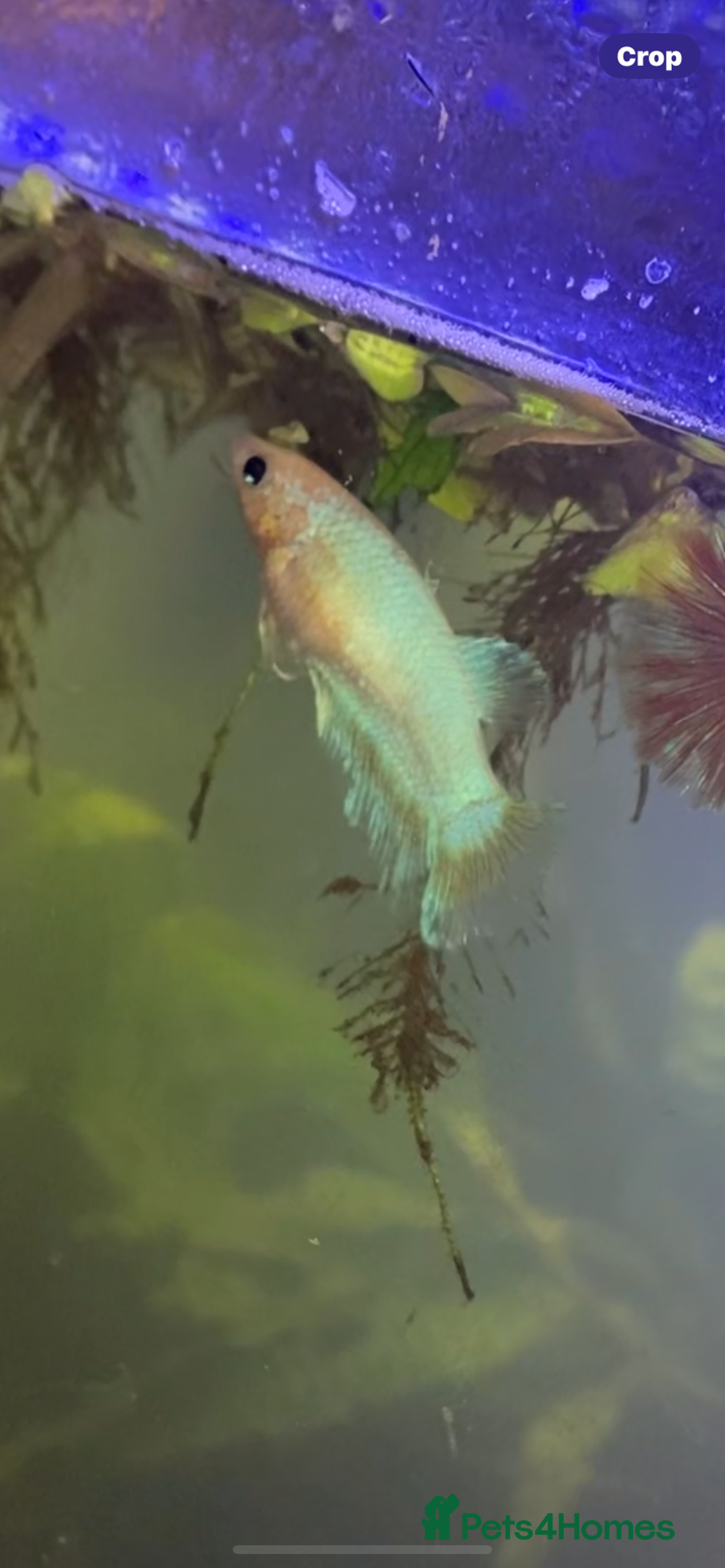 Bettas fish for sale: 2 tanks + fish - Image 7