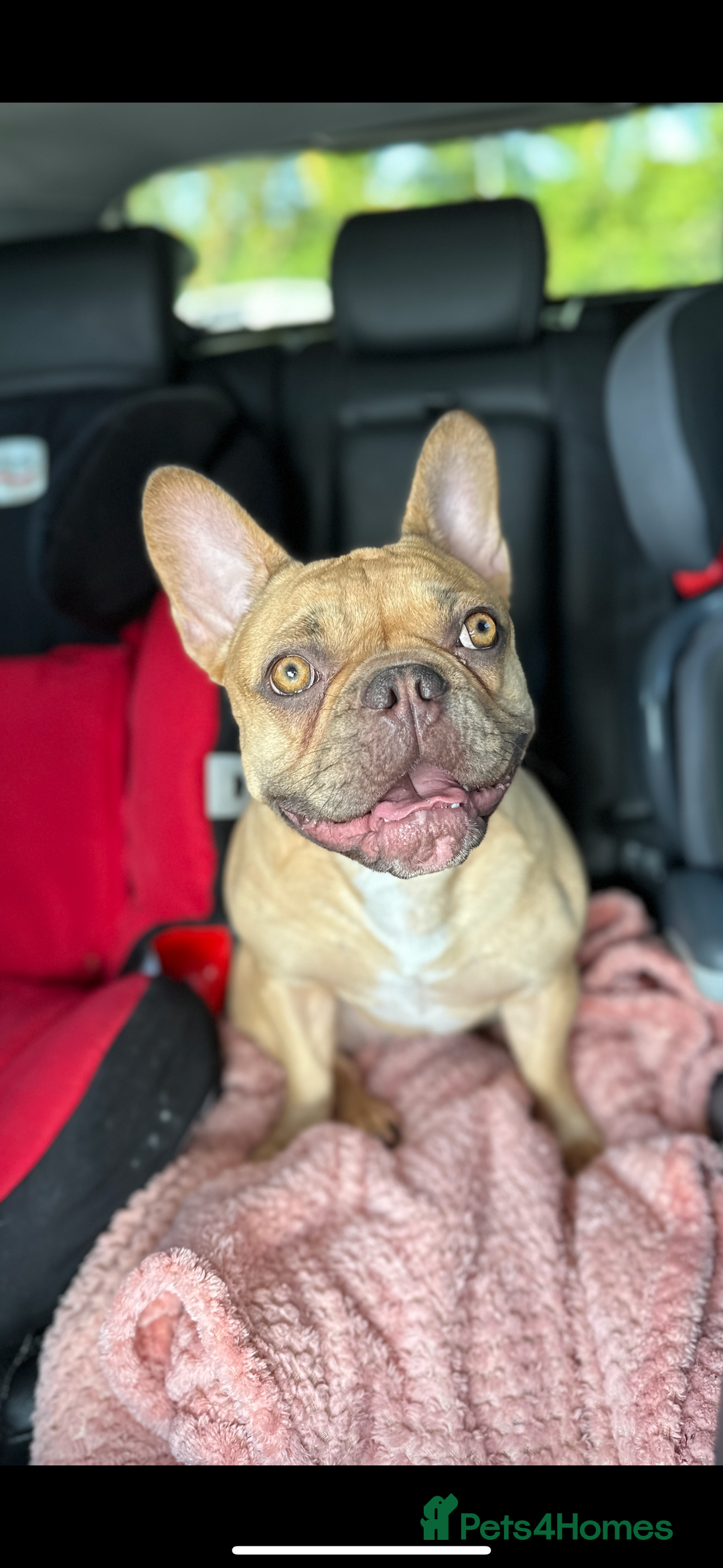 French Bulldog dogs for sale: Last 2 girls left! KC registered French Bulldogs - Advert 11