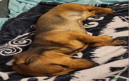 Dachshund dogs for sale: 11 month old male miniature Dachshund for sale - Image 3