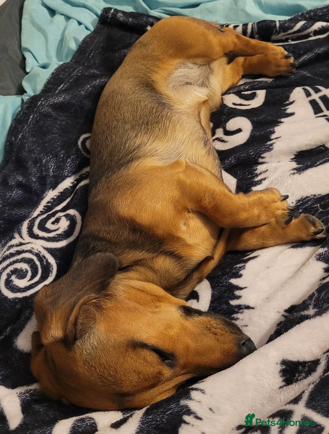 Dachshund dogs for sale: 11 month old male miniature Dachshund for sale - Image 3