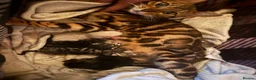 Bengal cats for sale: Exceptional Bengal Heritage Kittens in Llangammarch Wells - Advert 7