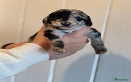 Mixed Breed dogs for sale: Labradoodle X Cocker Spaniel - Image 7