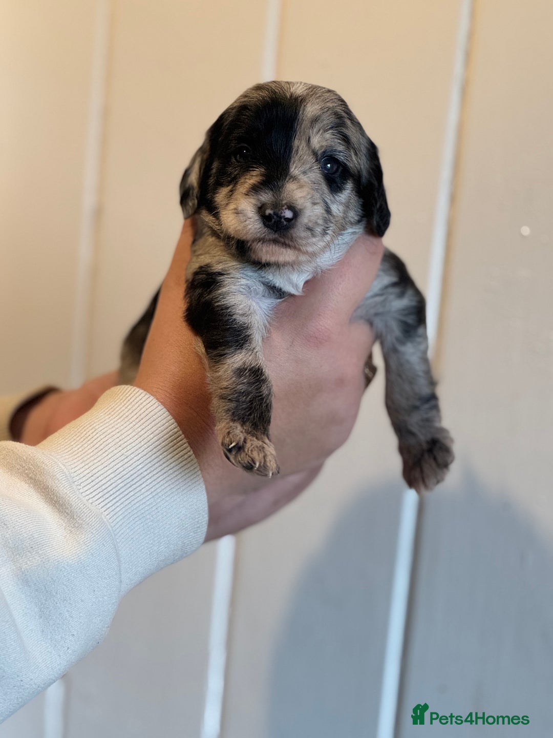 Mixed Breed dogs for sale: Labradoodle X Cocker Spaniel - Image 7