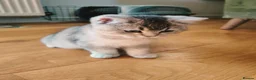 British Shorthair cats for sale: 1 left, Rare Tipped Tabby British Shorthair girl - Advert 3