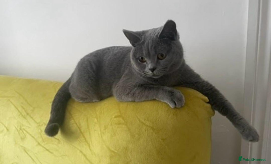 British Shorthair cats for sale: Beautiful British Shorthair Female Cat 🩵 - Image 2