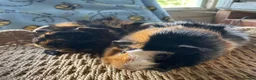 Guinea Pig rodents for sale: Beautiful Abyssinian Guinea Pigs - Advert 3
