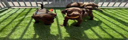 Labrador Retriever dogs for sale: Kc chocolate  male ready now fully  vac  - Advert 5
