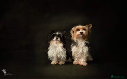 Biewer Terrier dogs for sale: Biewer Yorkshire Terrier - Image 17