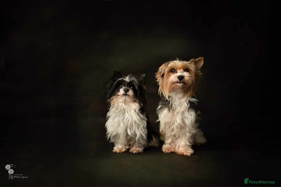 Biewer Terrier dogs for sale: Biewer Yorkshire Terrier - Image 17